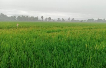 Pengadaan Gabah Sulsel Lampaui Target 131 Persen