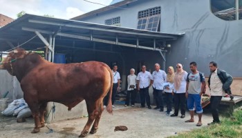 Sapi 1,1 Ton Dari Sidrap Jadi Pilihan Presiden, Peternak Lokal Berbangga Hati